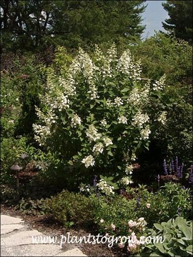 This seems to be the general physical form of this plant.